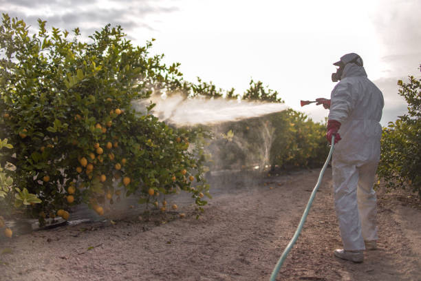 Best Bed Bug Extermination  in Dermott, AR